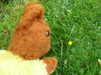 Yellow Teddy with last buttercup