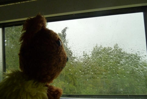 Yellow Teddy looking out rainy window