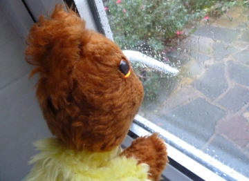 Yellow Teddy looking out of window