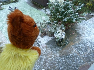 Yellow Teddy with some settling snow
