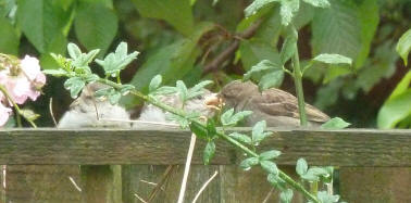 Feeding baby sparrow No. 2