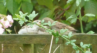 Feeding baby sparrow No. 1