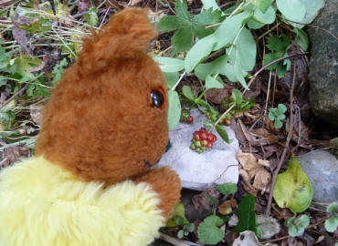 Yellow Teddy with honeysuckle berries