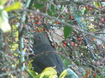 Blackbird on cotoneaster bush