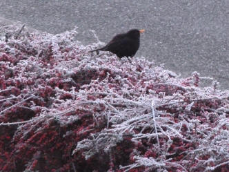 Blackbird on frosty cotoneaster bush
