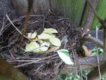 Old blackbird's nest on the fence trellis