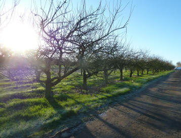 Hewitts orchard