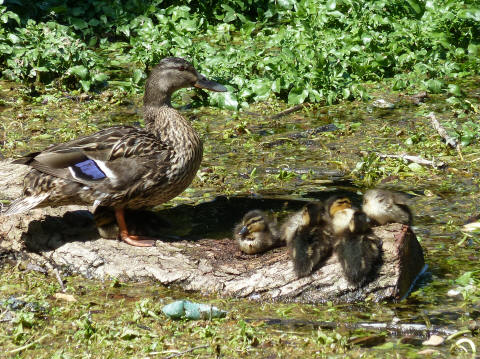 Priory duck and ducklings on their favourite log