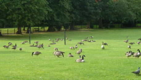 Geese in Priory Park