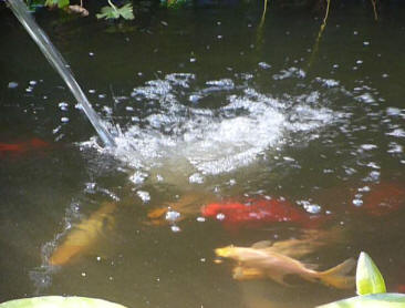 Pond fish with hose jet
