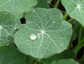 Water droplets on nasturtium leaves