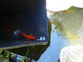 Goldfish swimming out into the pond