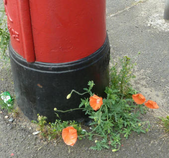 Poppies growing by pillar box