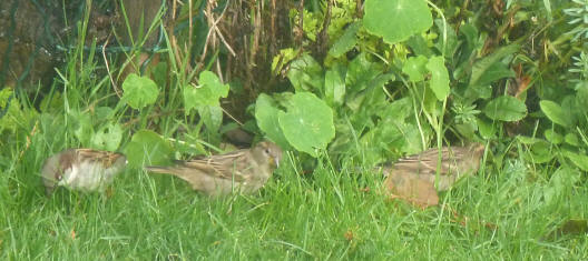 Sparrows in grass
