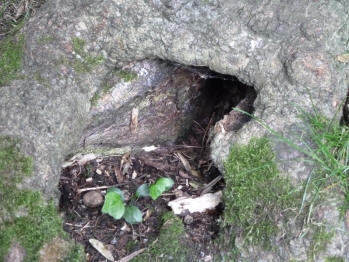 Hidey hole among tree roots