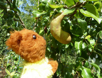 Yellow Teddy with Conference Pear