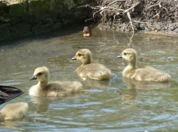 Goslings on water