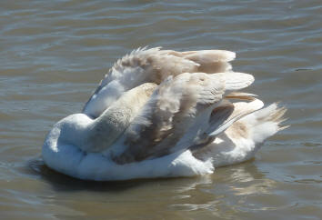 Swan asleep