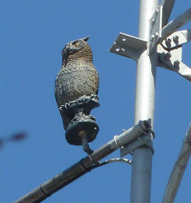 Owl model on mast