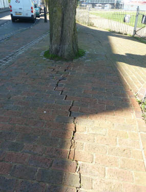 Paving cracked by tree root
