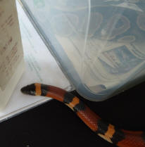 Orange stripey snake