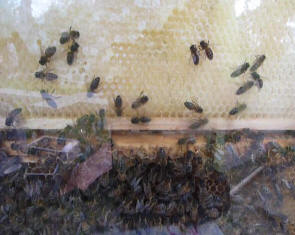Bees in glass case