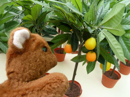 Brown Teddy with orange trees