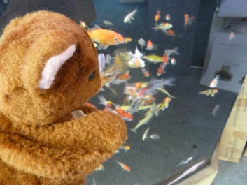 Brown Teddy with goldfish