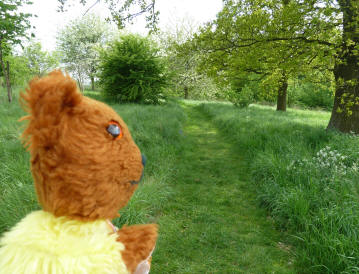 Yellow Teddy on mown path