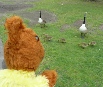 Yellow Teddy with Canada geese and goslings