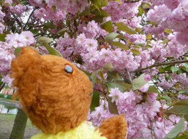 Yellow Teddy with almond blossoms