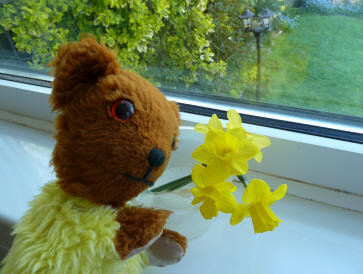 Yellow Teddy with daffodils
