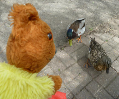 Yellow Teddy with two ducks