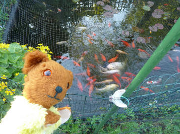 Yellow Teddy with pond net and fish