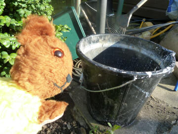 Yellow Teddy with bucket of frogspawn