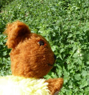 Yellow Teddy with nettle bed