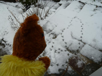 Yellow Teddy with pigeon footprints in snow