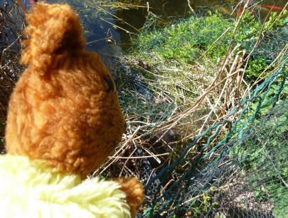 Yellow Teddy with tadpole defences
