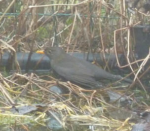 Female blackbird at corner of pond