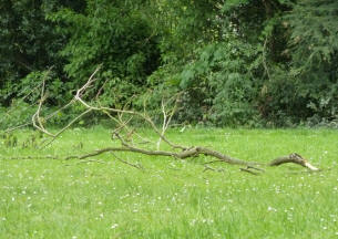 Broken branch in park