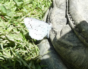 Common Blue butterfly on shoe