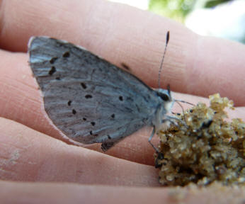 Common Blue butterfly on hand