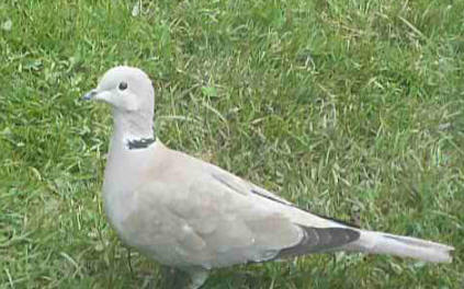 Collared dove on lawn