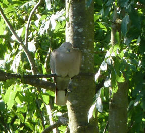 Collared dove in tree