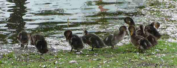 Ducklings preening