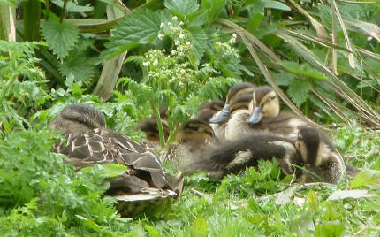 Duck and ducklings resting