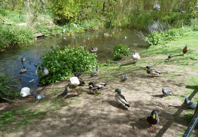 Ducks and pigeons by riverside