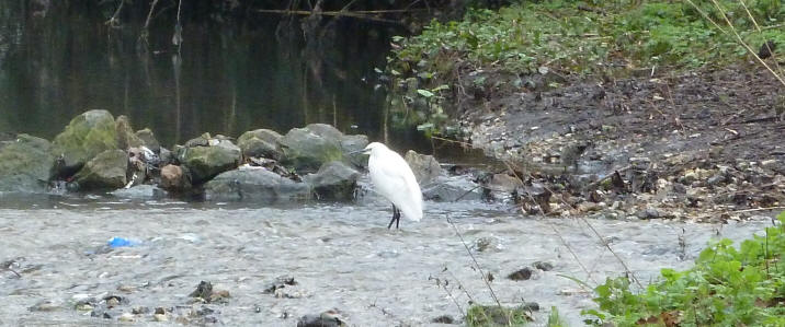 White egret in river