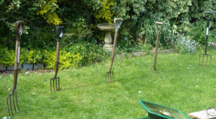 Row of garden forks in lawn