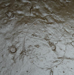 Worm tracks in mud 1